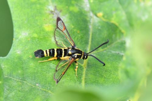 Réf. 232 841 : Synanthedon vespiformis